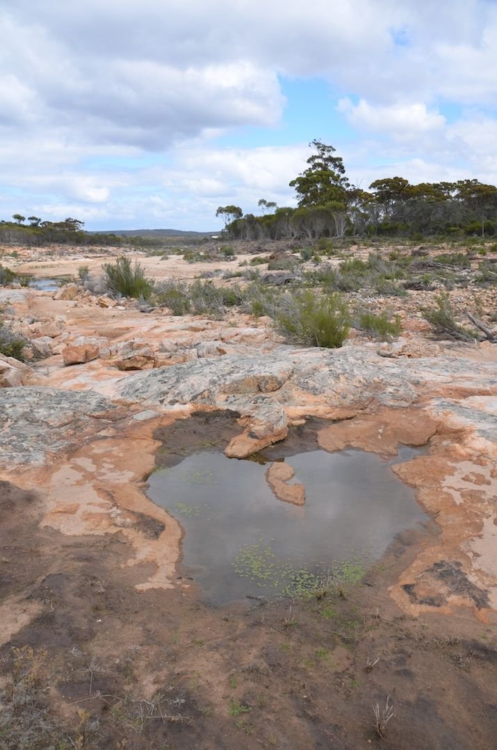 The aquatic plant, nardoo, only grows in freshwater – some such pools, usually spring-fed, are scattered along of the Phillips River - Big Picture