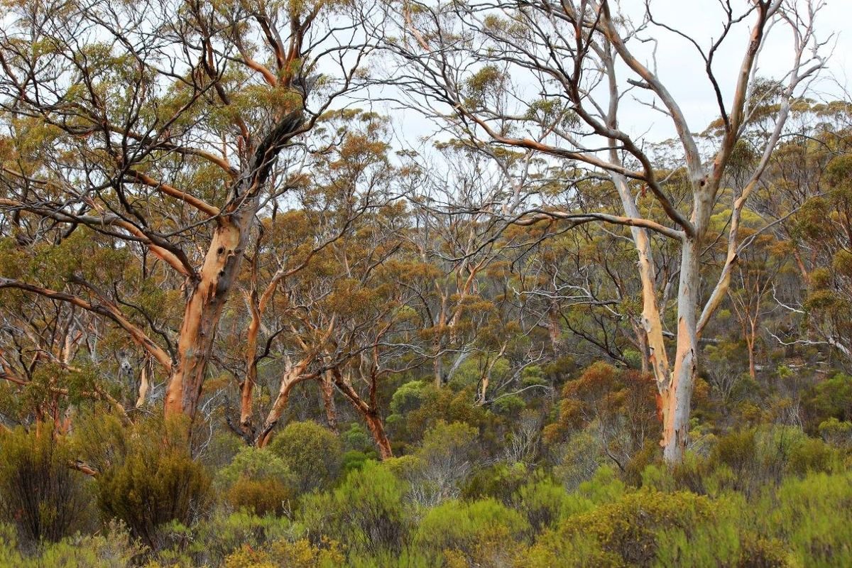 Some of Cocanarup’s salmon gum woodland, sporting new bark - Big Picture
