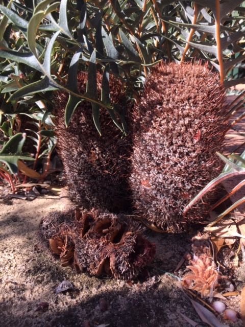 Another proposed reserve area food-source:  Banksia blechnifolia – the cone on the ground has been stripped of seeds - Carnabys