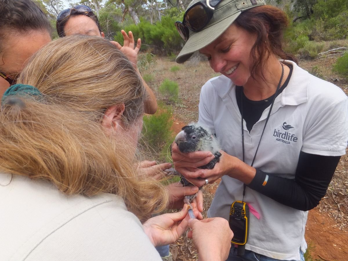 A Carnaby’s chick surrenders a DNA sample during a DBCA monitoring project in Cocanarup - Carnabys