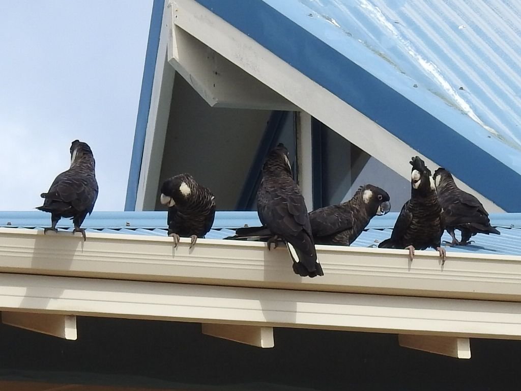 Flock of Carnaby’s on a local rooftop, perhaps seeking water in the gutter - Carnabys