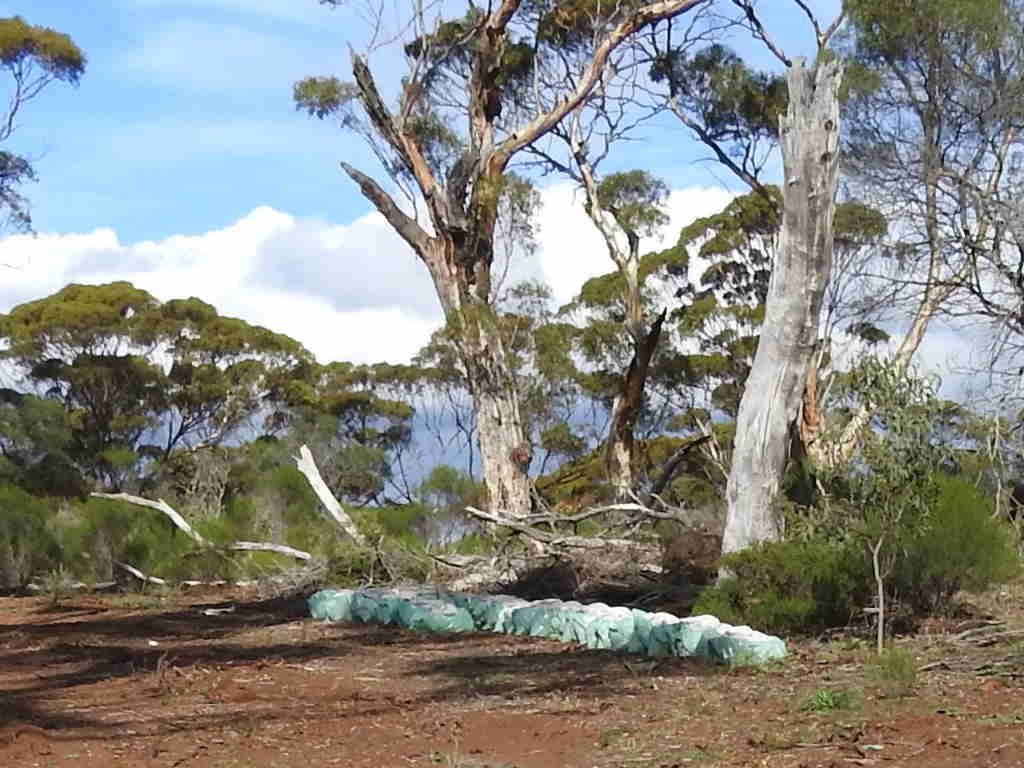 Sample bags stacked less than 10 metres from habitat trees - Exploration
