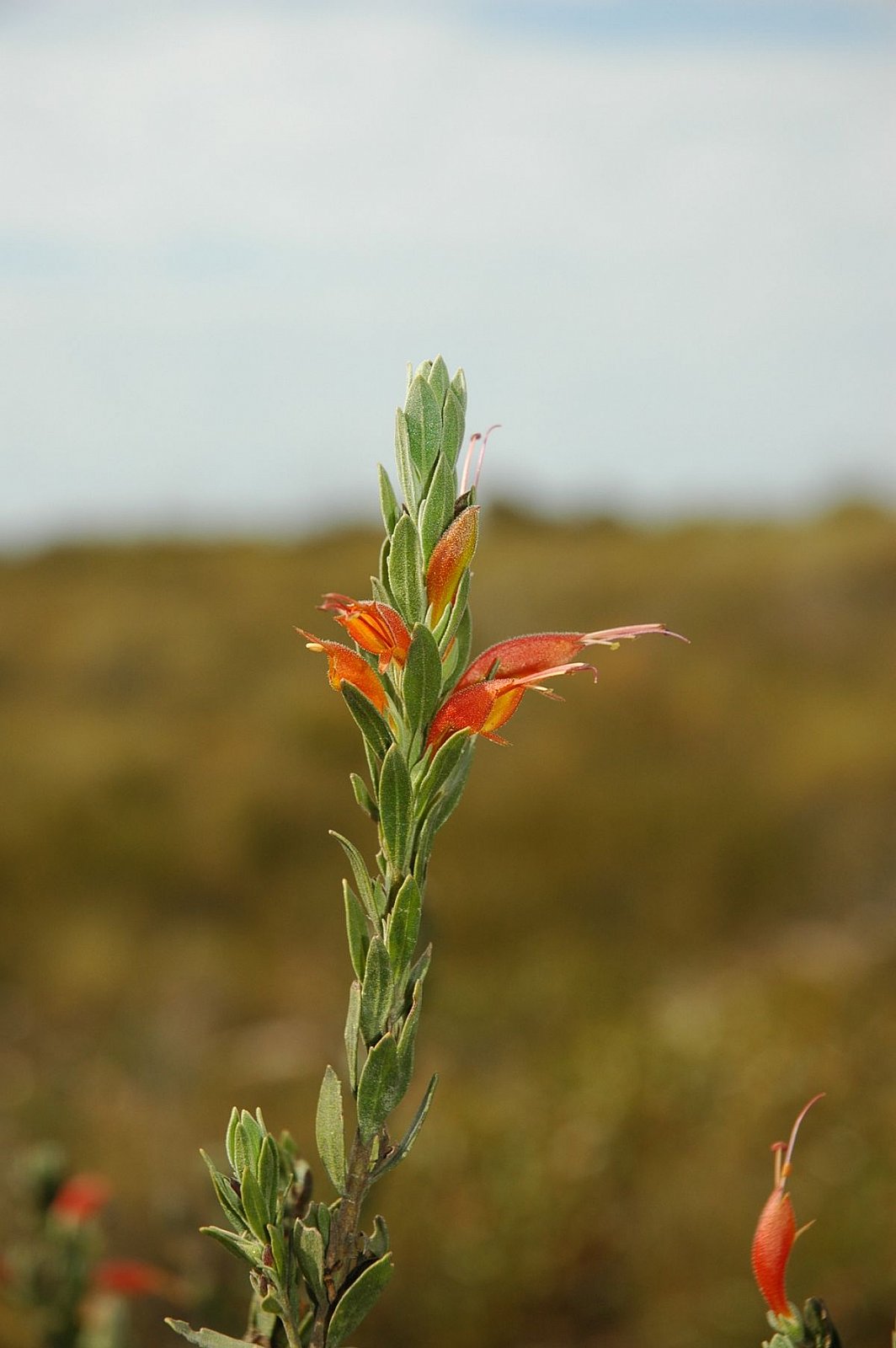 Toothed eremophila (Eremophila denticulata) is Declared Rare Flora (DRF), found in the reserve area - Flora and Vegetation