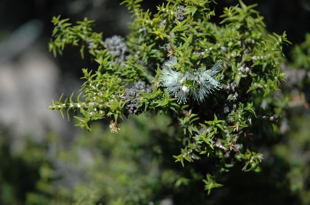 Melaleuca sophisma is a Priority 1 plant with a limited range, mostly around Kundip - Flora and Vegetation