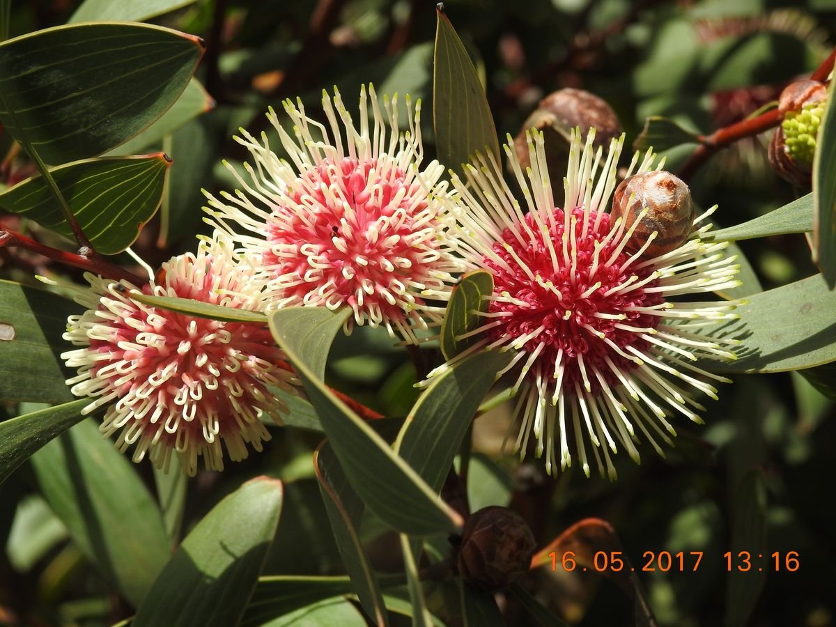 Pincushion hakea brightens many parts of the proposed reserve area - Flora and Vegetation