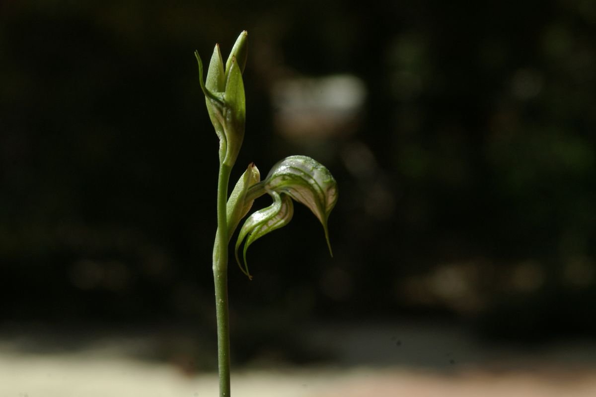 Ravensthorpe rufous greenhood orchid - Flora and Vegetation