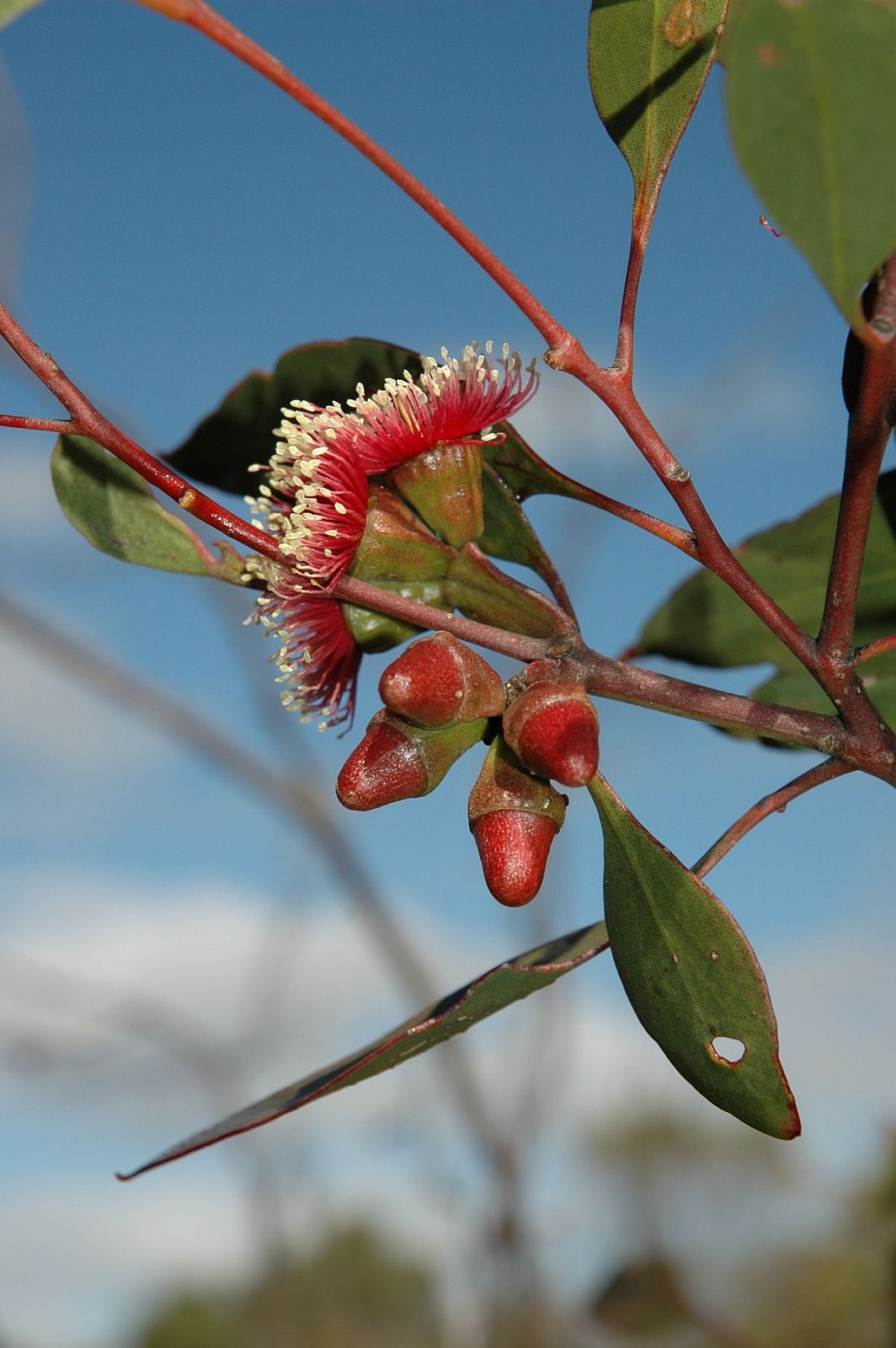 Red flowered mallee (Eucalyptus proxima) near Kundip - Flora and Vegetation