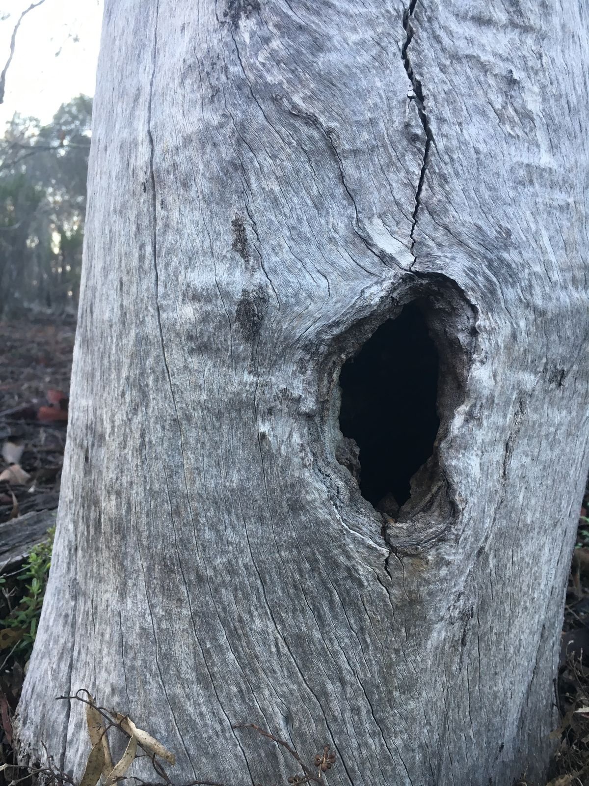 A fine hollow in a salmon gum, not far above ground level - Hollows
