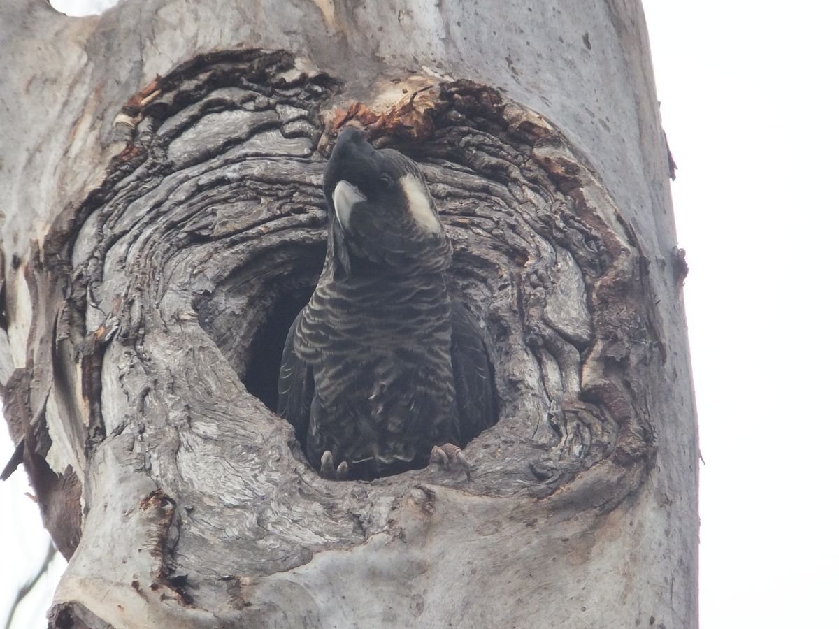 The larger hollows in Cocanarup’s salmon gums are crucial nesting sites for Carnaby’s - Hollows