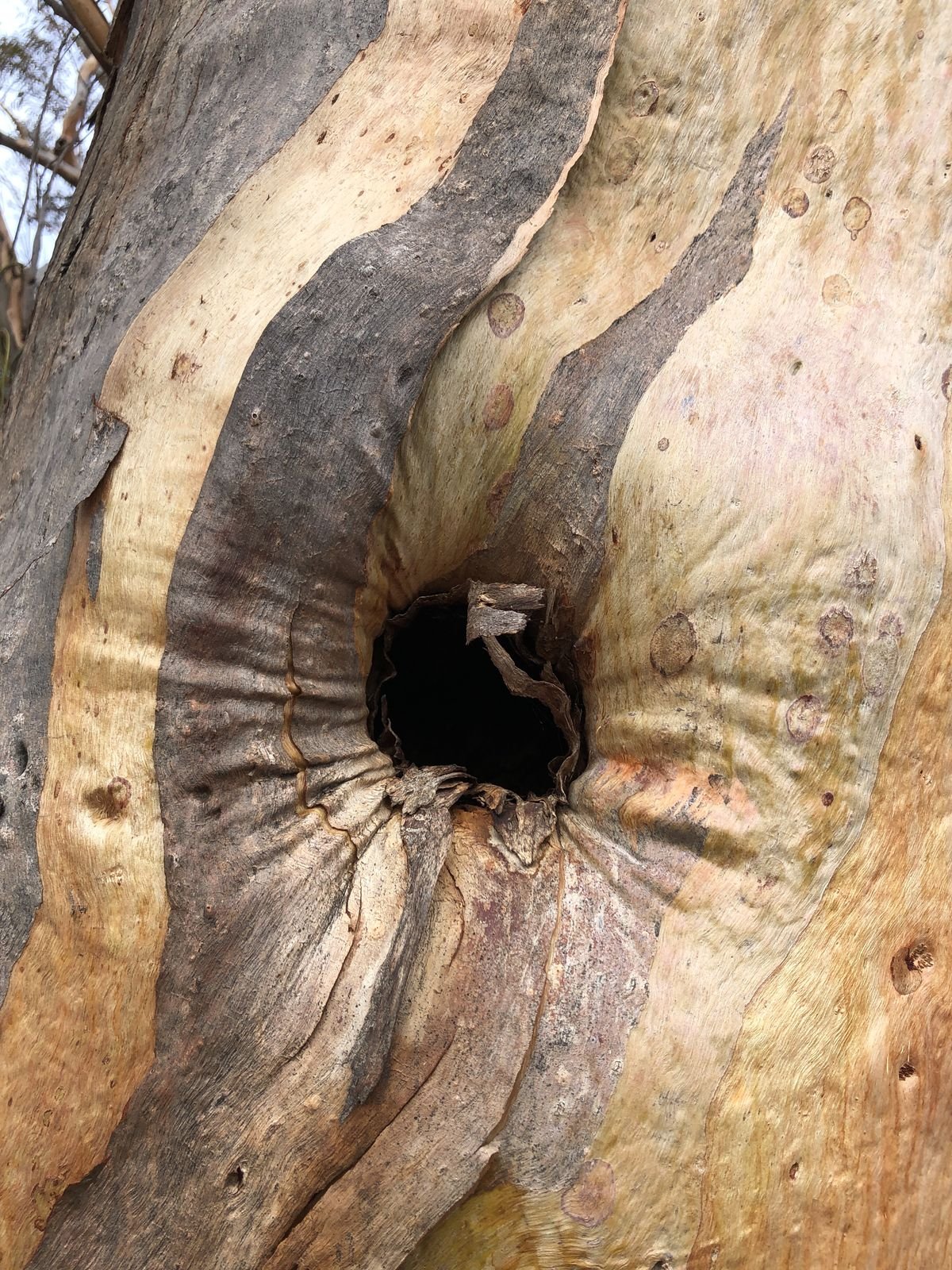 The salmon gums of Cocanarup provide hollows of all shapes and sizes - homes for many different creatures - Hollows