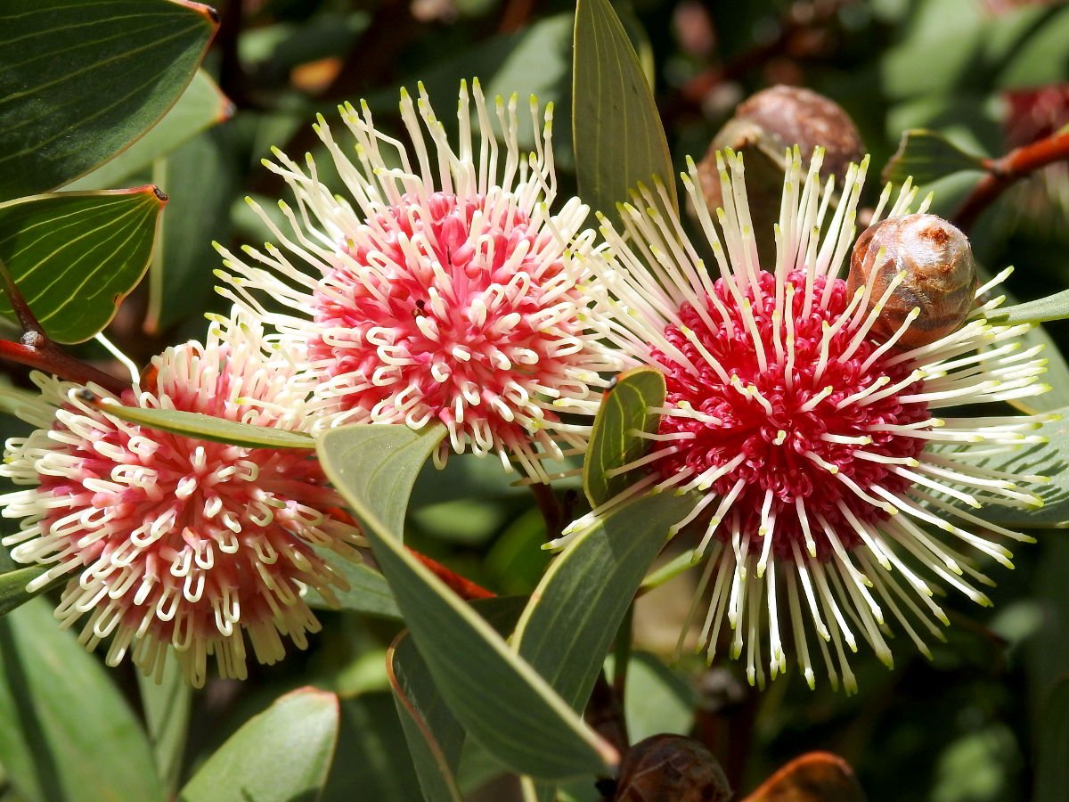 Pincushion hakea brightens many parts of the proposed reserve area - Home