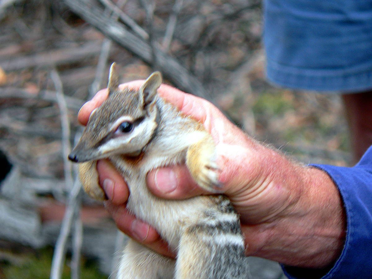 A collared numbat ready for release - Home