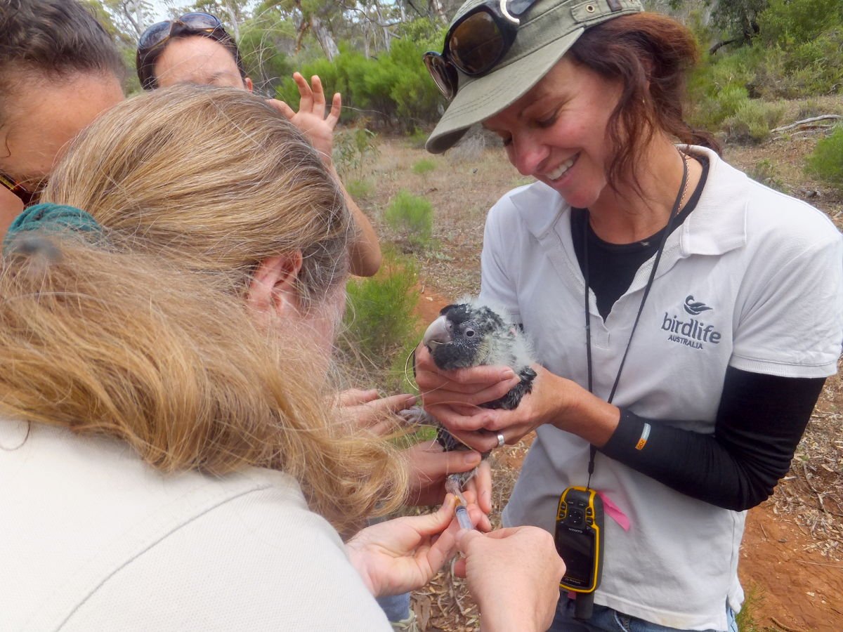 A Carnaby’s chick surrenders a DNA sample during a DBCA monitoring project in Cocanarup - Home