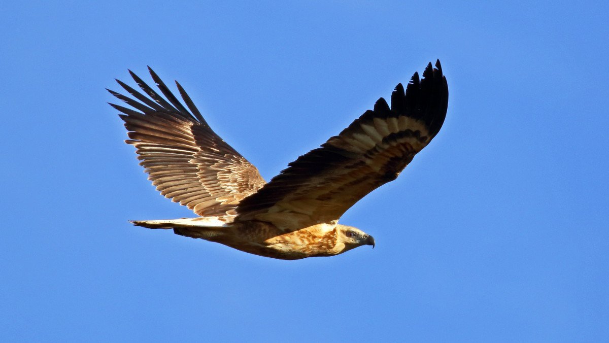 Noongar people believe that wedgetail eagles take care of departed spirits - Home