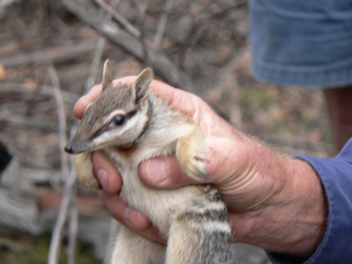A collared numbat ready for release - Numbat
