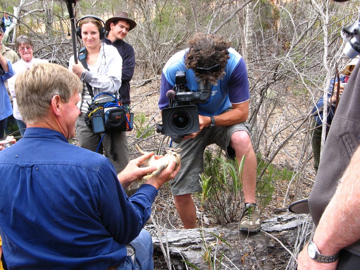 BBC film crew gets up close during the numbat release at Cocanarup, 2009 - Numbat