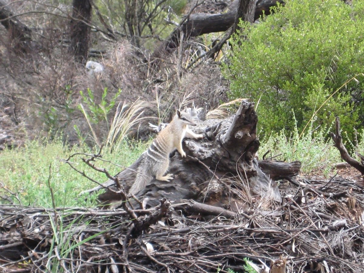 A numbat poses for the camera in Cocanarup, 2012 – possibly the offspring of those released several years earlier - Numbat