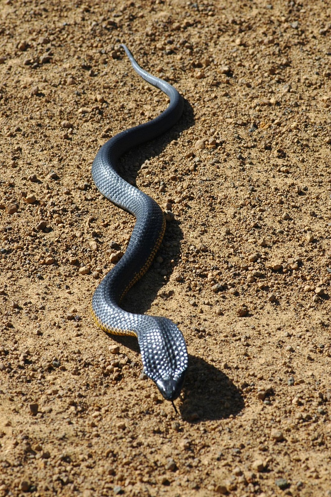 An aggressive tiger snake flares its head in anger - Other Fauna
