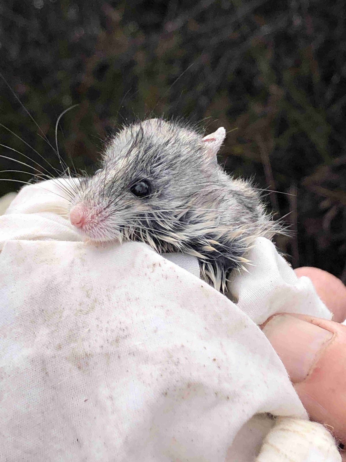 A tiny ashy-grey mouse trapped in southern part of reserve area - Other Fauna