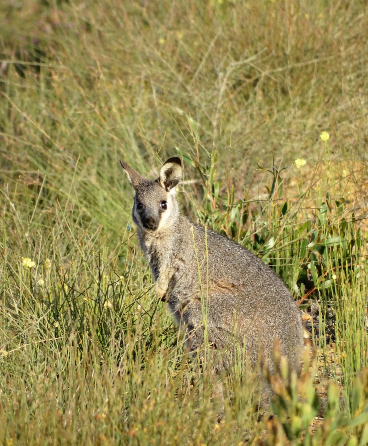 Brush tailed wallabies are common in the wider Cocanarup area - Other Fauna