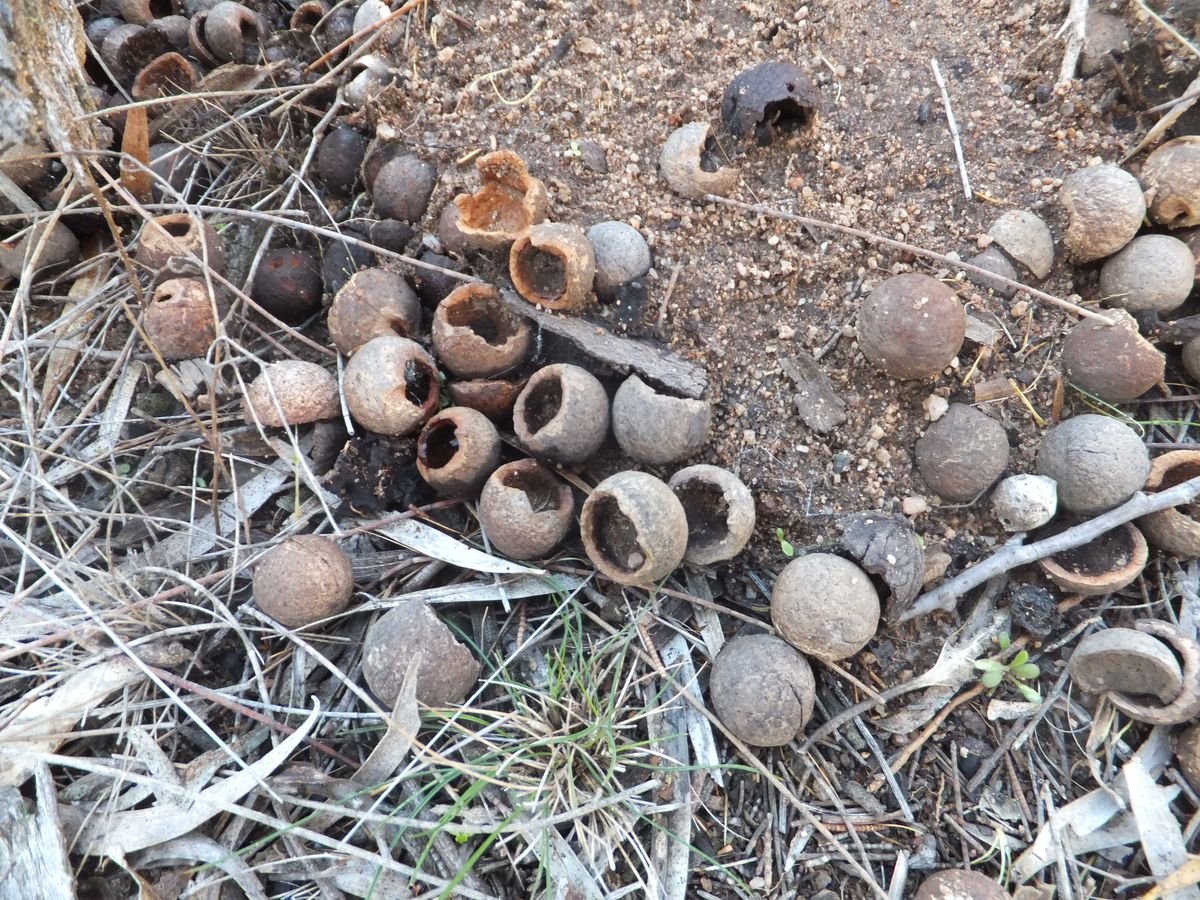 Sandalwood nuts hollowed out by hungry bush rats - Other Fauna