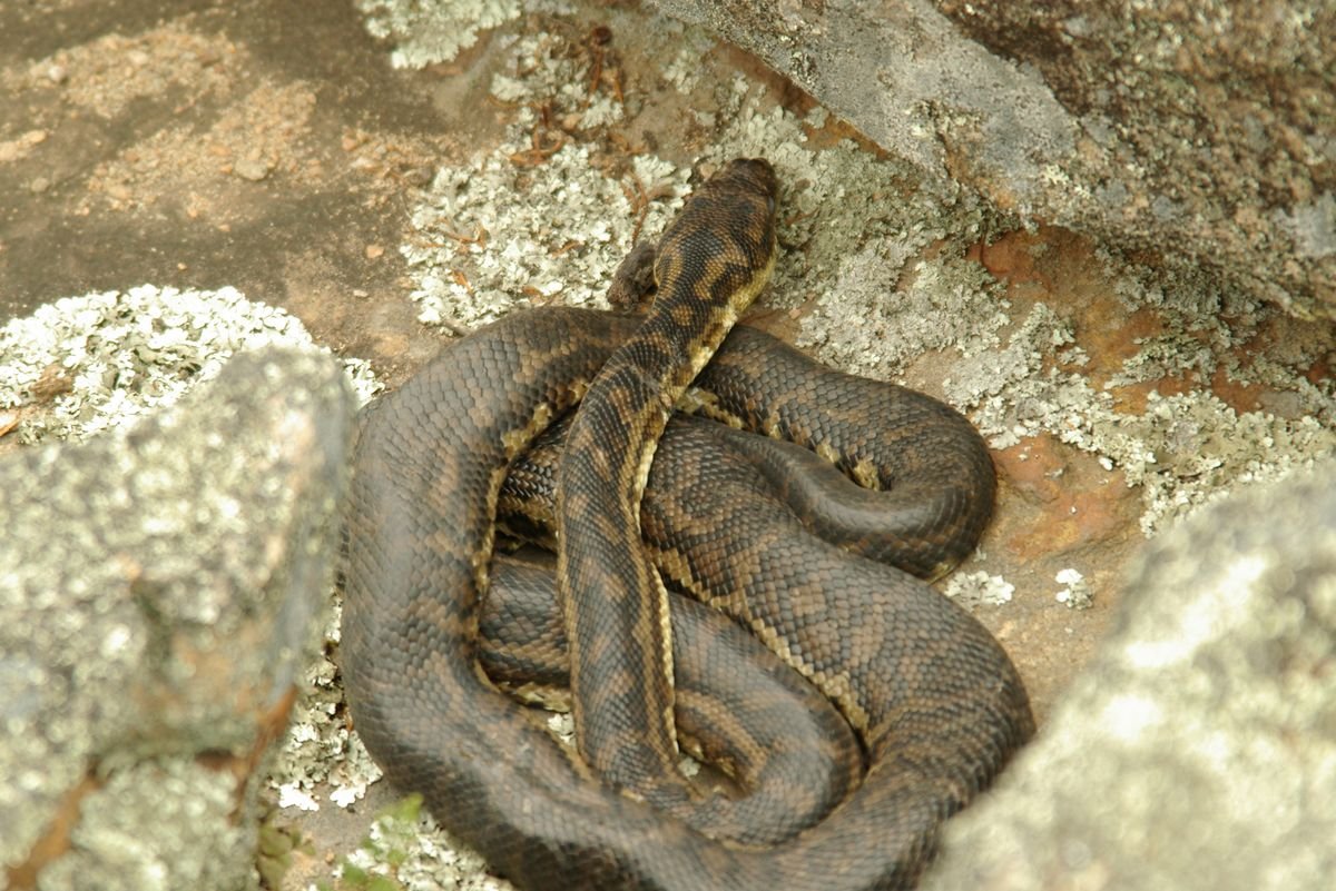Carpet pythons are resident throughout the area, especially along the Phillips River - Other Fauna