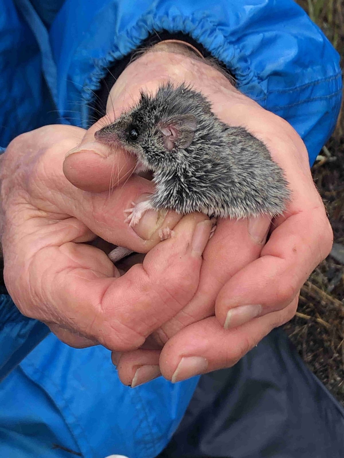 A trapped dunnart latches onto the thumb of its captor - Other Fauna