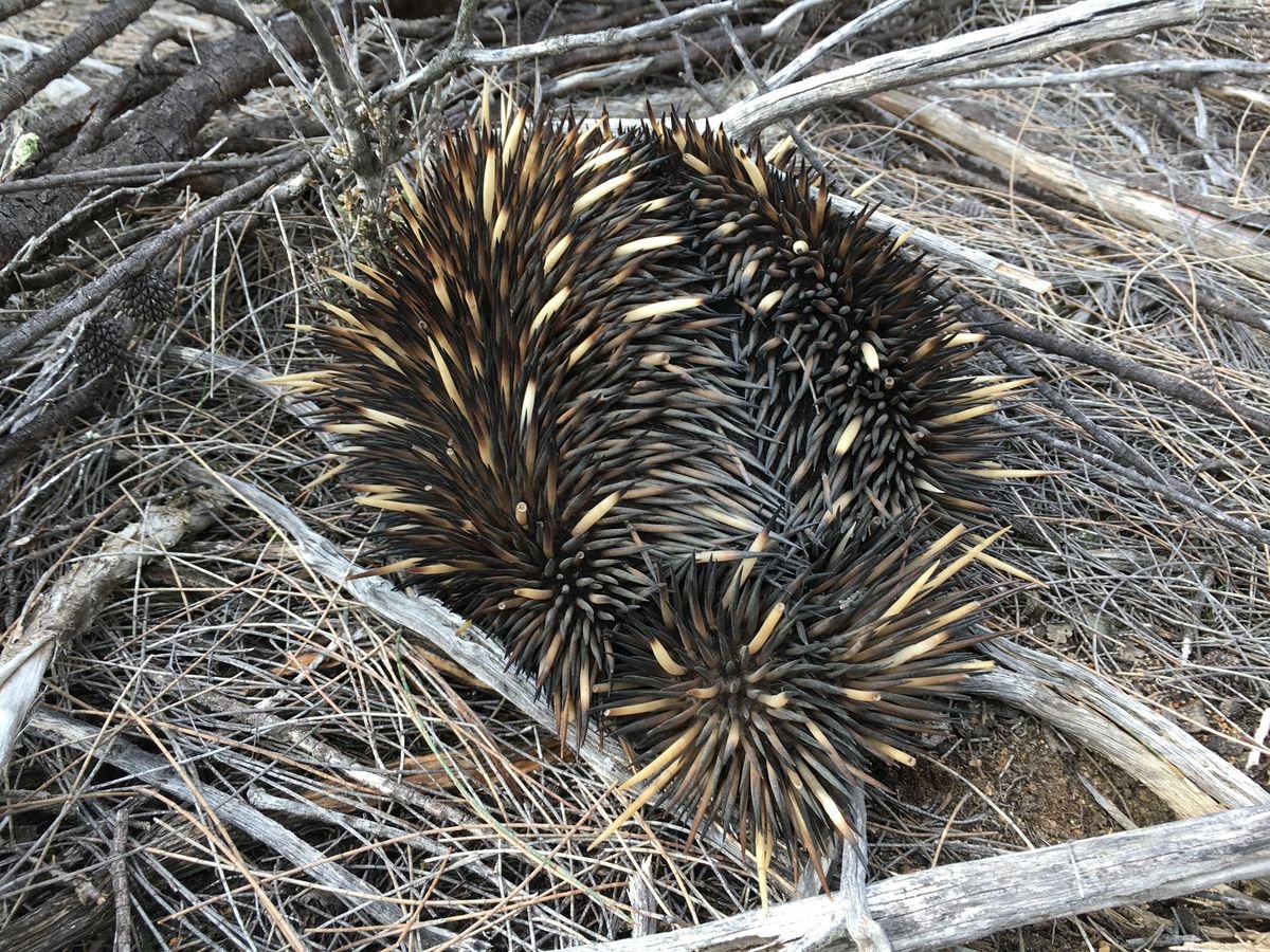 Echidna frequent much of the proposed reserve area - Other Fauna