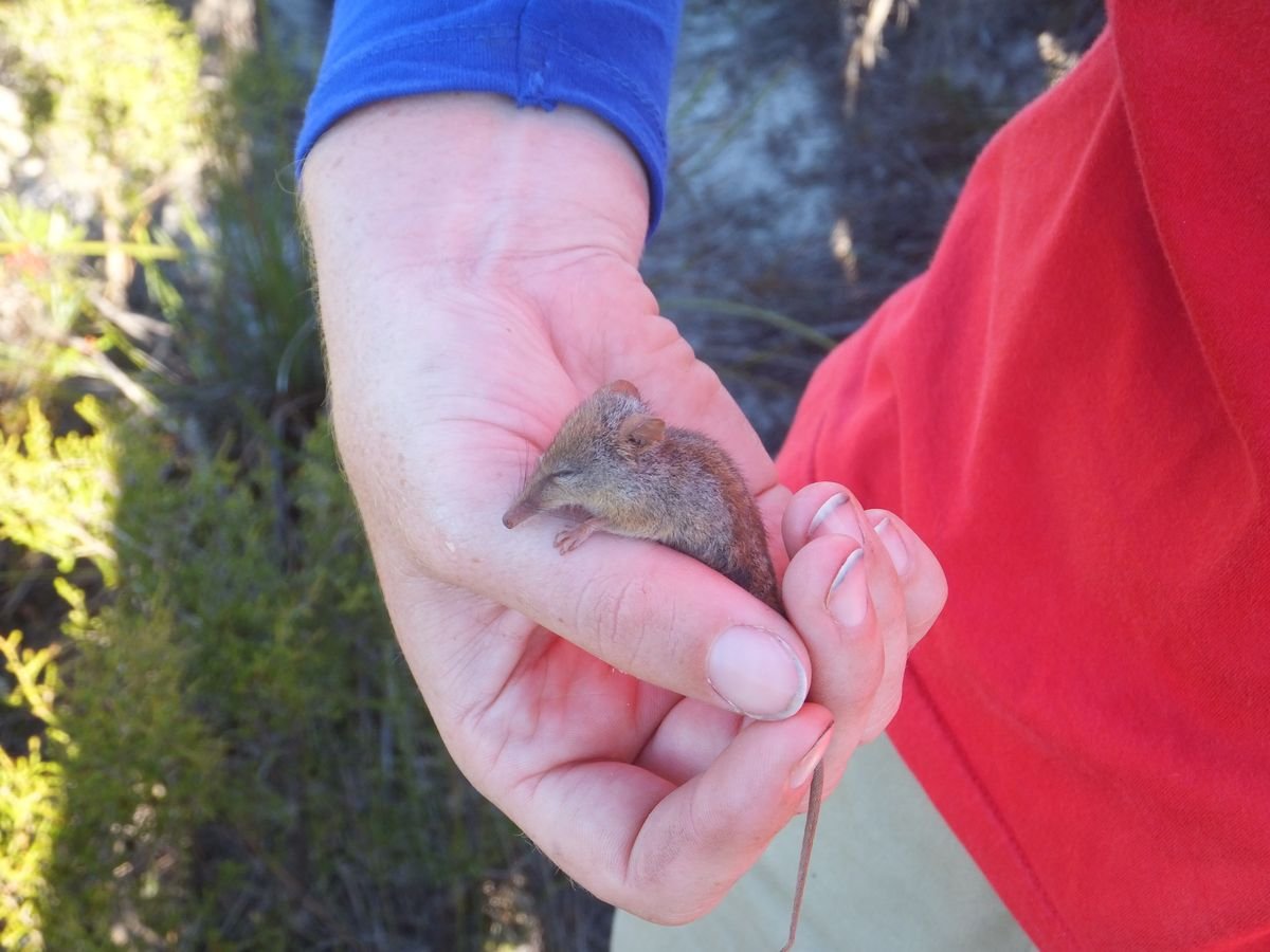 A cold honey possum trapped during a survey - Other Fauna