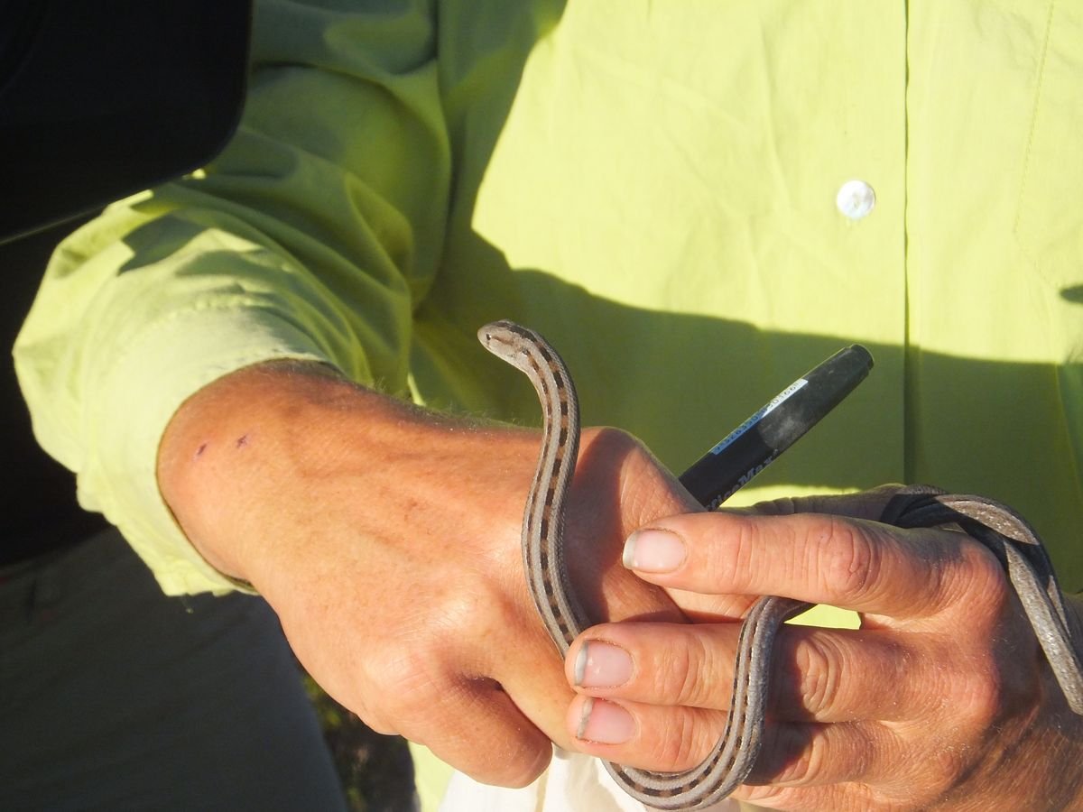 A species of legless lizard found during a survey on the National Park boundary - Other Fauna