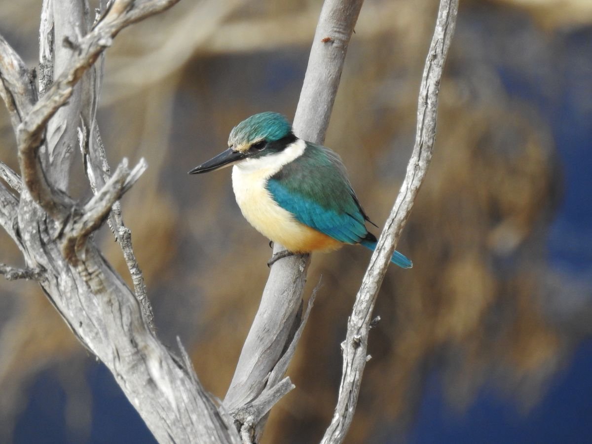 Sacred kingfishers are summer visitors to the Cocanarup - Kundip area, and nest in salmon gum hollows - Other Fauna