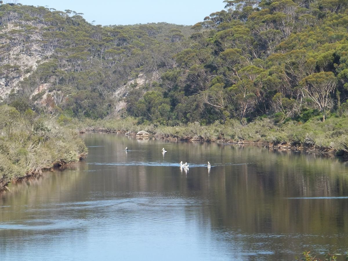 The lower reaches of the Phillips River, with pelicans  - Phillips River