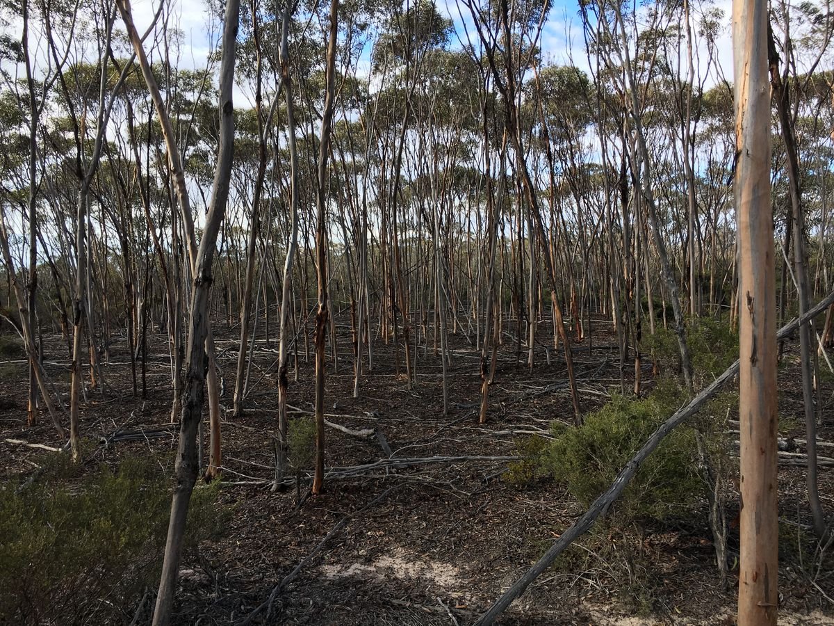 Stands of mallet (Eucalyptus aff astringens in this case) are another woodland type found in the reserve area  - Salmon Gum