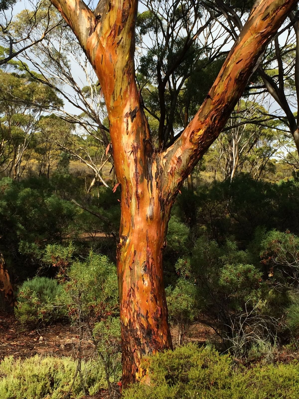 The colours in salmon gum bark are burnished by rain and evening light - Salmon Gum