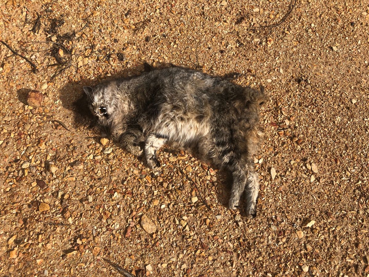 Dead feral cat