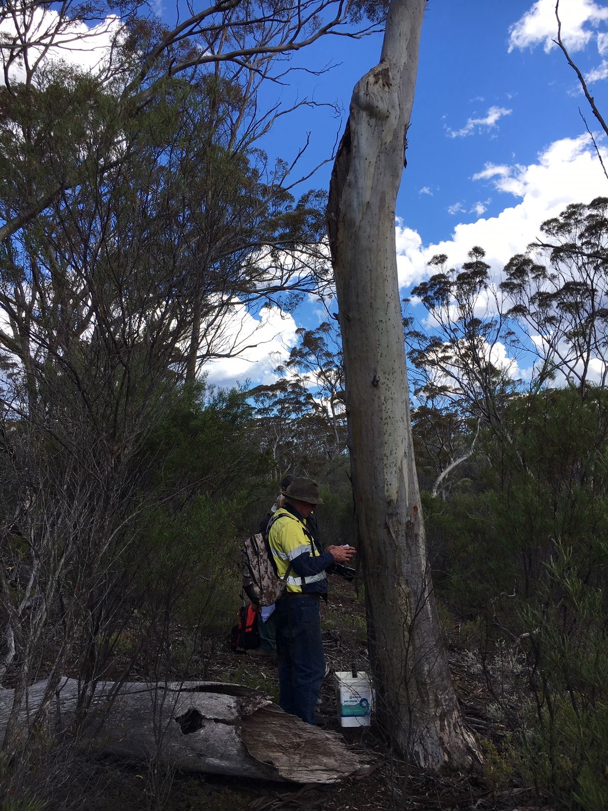 Locals monitoring nest tree