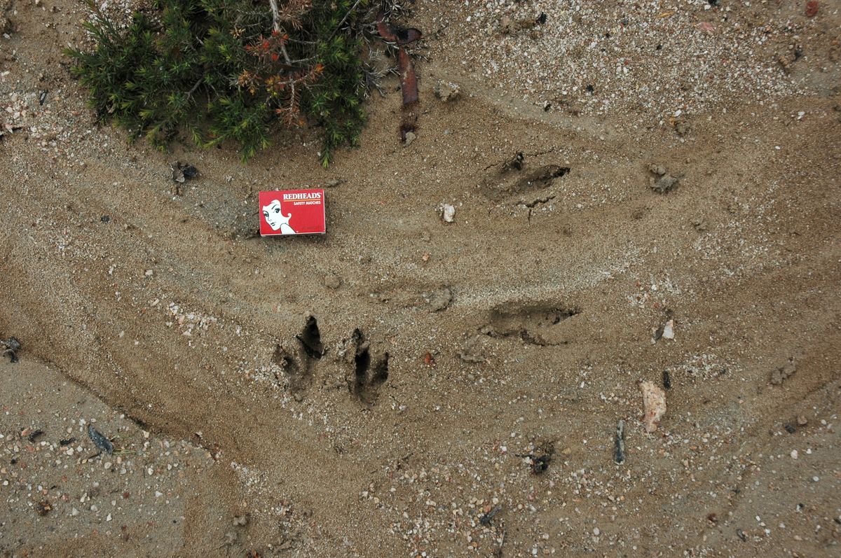 Tammar wallaby footprints